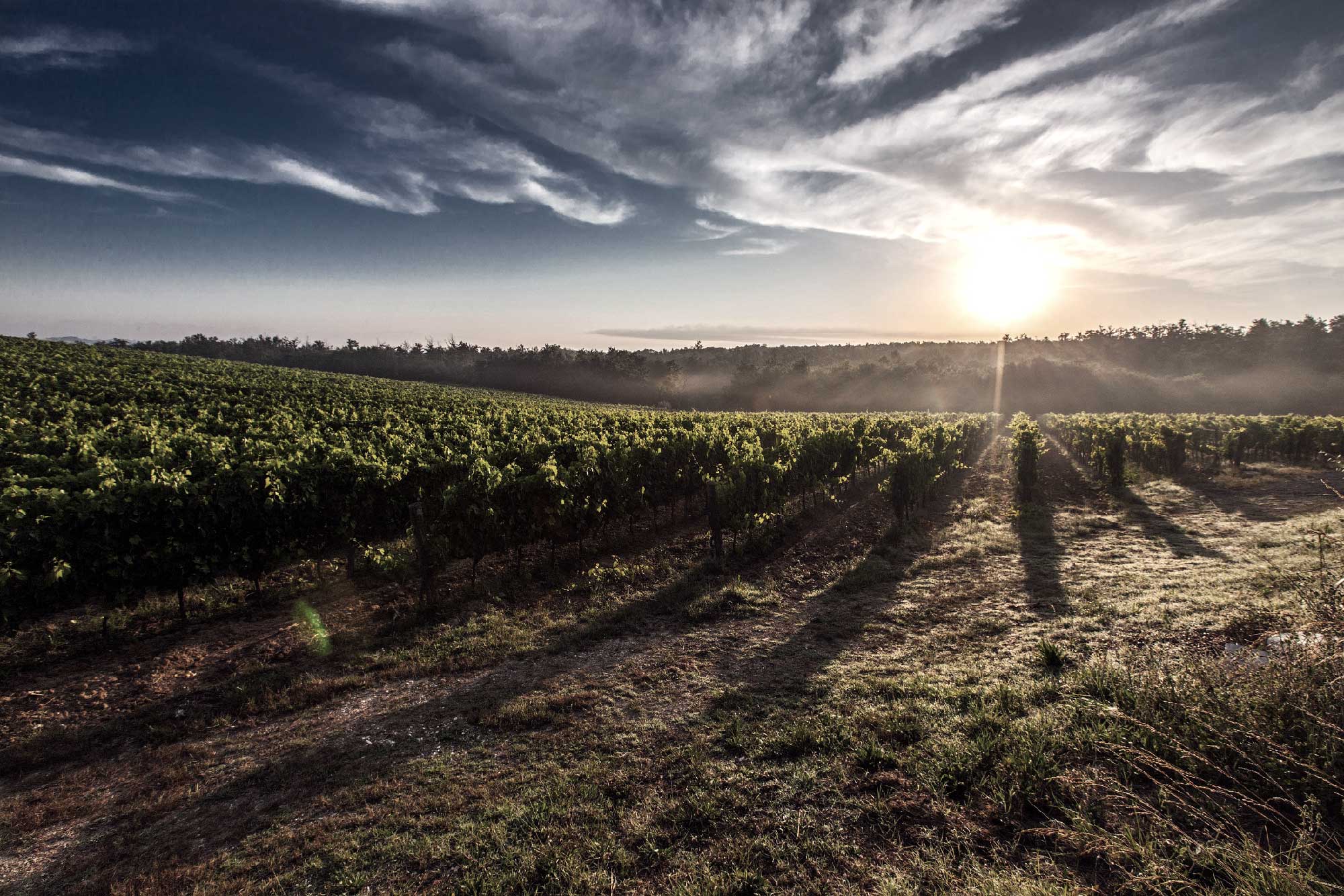 la vigna di cantine angeli al tramonto